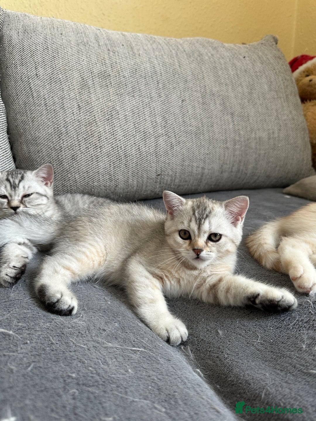 British Shorthair cats for sale: Stunning British Shorthair  - Image 19