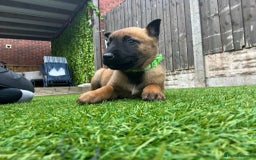 Belgian Shepherd Dog dogs for sale: Belgian malinois  - Image 3