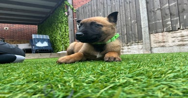 Belgian Shepherd Dog dogs - Advert 7