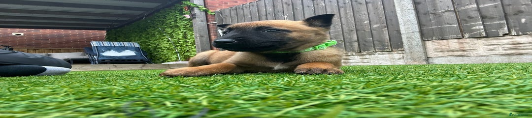 Belgian Shepherd Dog Puppy 7
