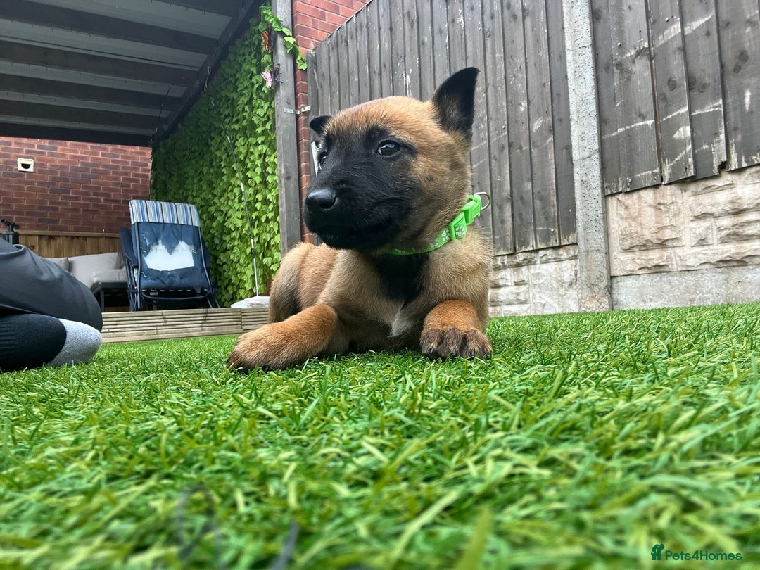 Belgian Shepherd Dog dogs for sale: Belgian malinois  - Image 3