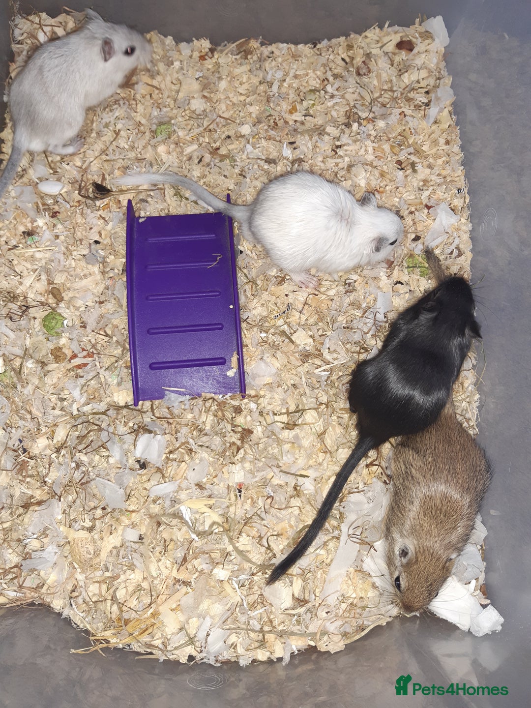 Gerbil rodents for sale: Super friendly gerbils from hobby breeder  - Advert 29