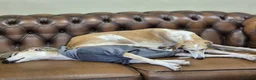 Lurcher dogs for adoption: TIA and CALLIE, bonded pair of female lurchers  - Advert 2