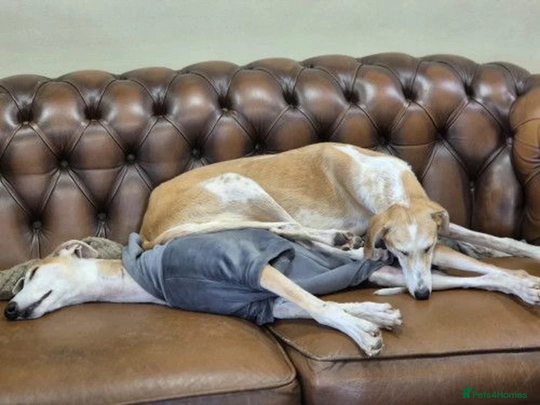 Lurcher dogs for adoption: TIA and CALLIE, bonded pair of female lurchers  - Advert 2