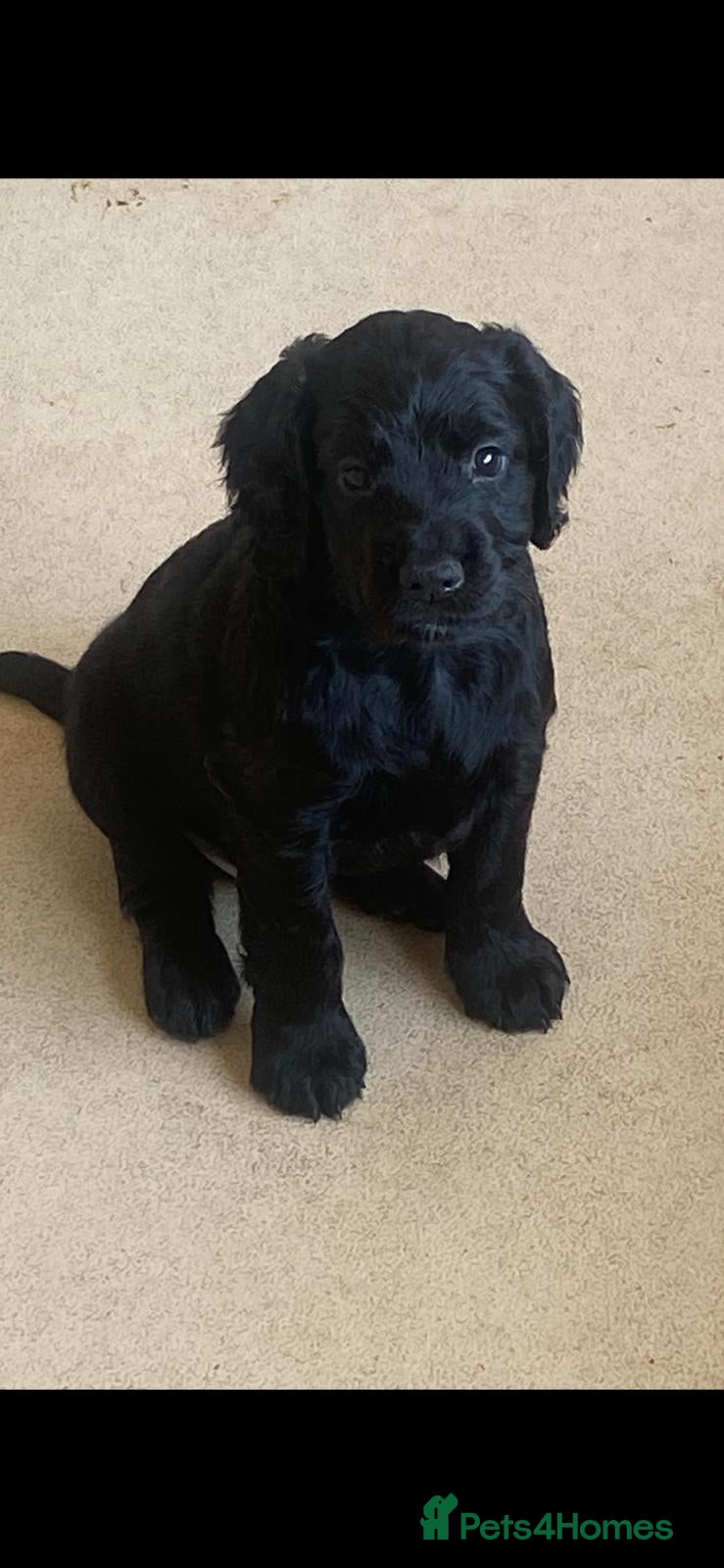 Cocker Spaniel dogs Top Class Cocker Spaniel Puppies - Advert 2
