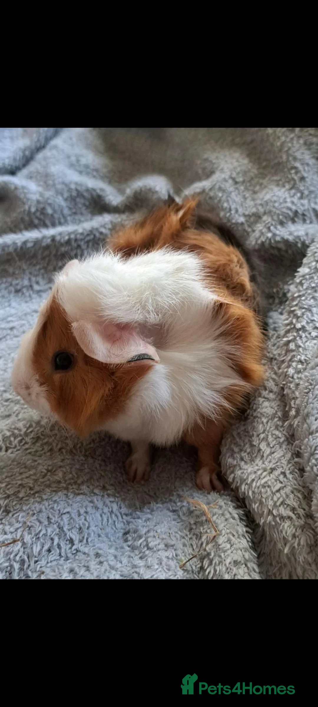 Guinea Pig rodents for sale: Bonded boar guinea pigs (£50 for the pair) - Advert 7