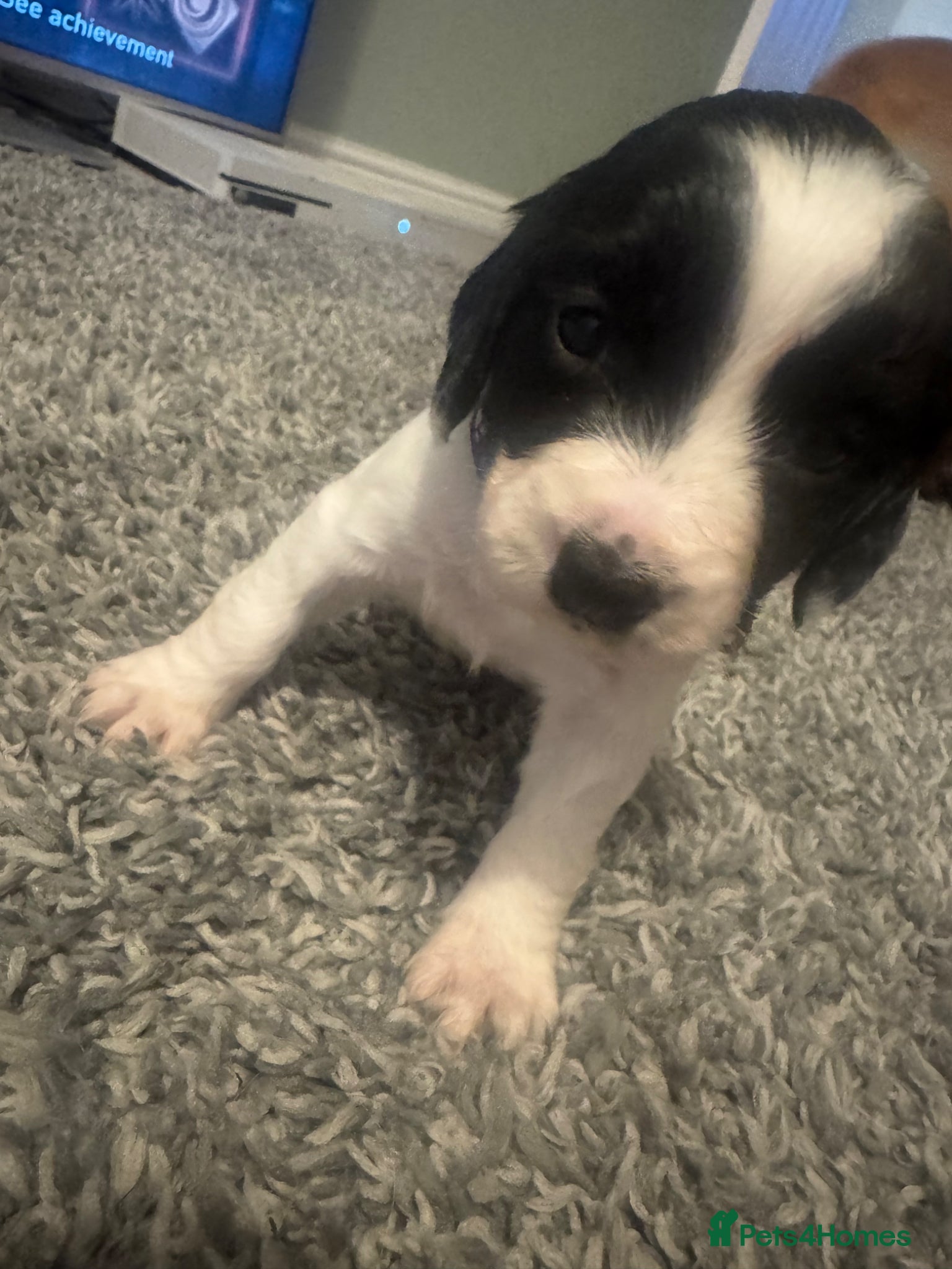Cocker Spaniel dogs 1 LEFT! 7 stunning girl cocker spaniel puppies  - Advert 2