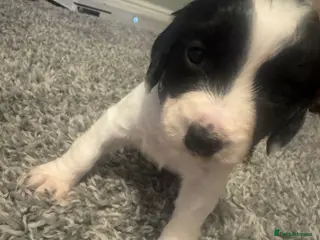 Cocker Spaniel dogs 1 LEFT! 7 stunning girl cocker spaniel puppies - Advert 2