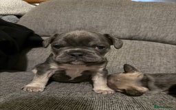 French Bulldog dogs for sale: Frenchie needs a home  - Advert 3
