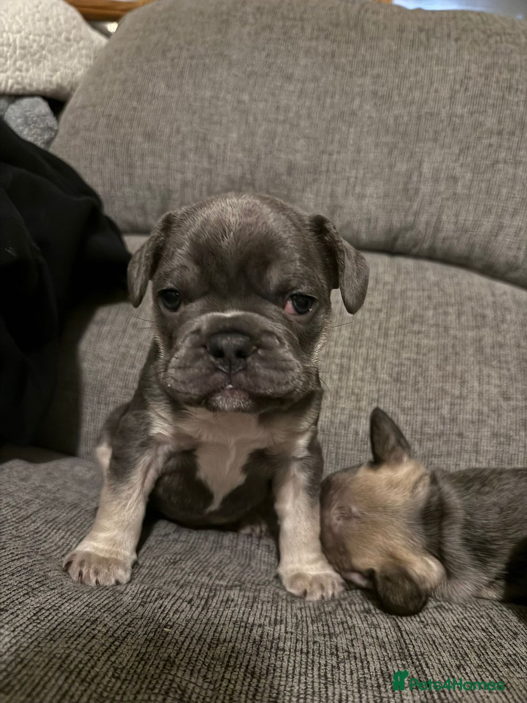 French Bulldog dogs for sale: Frenchie needs a home  - Advert 3
