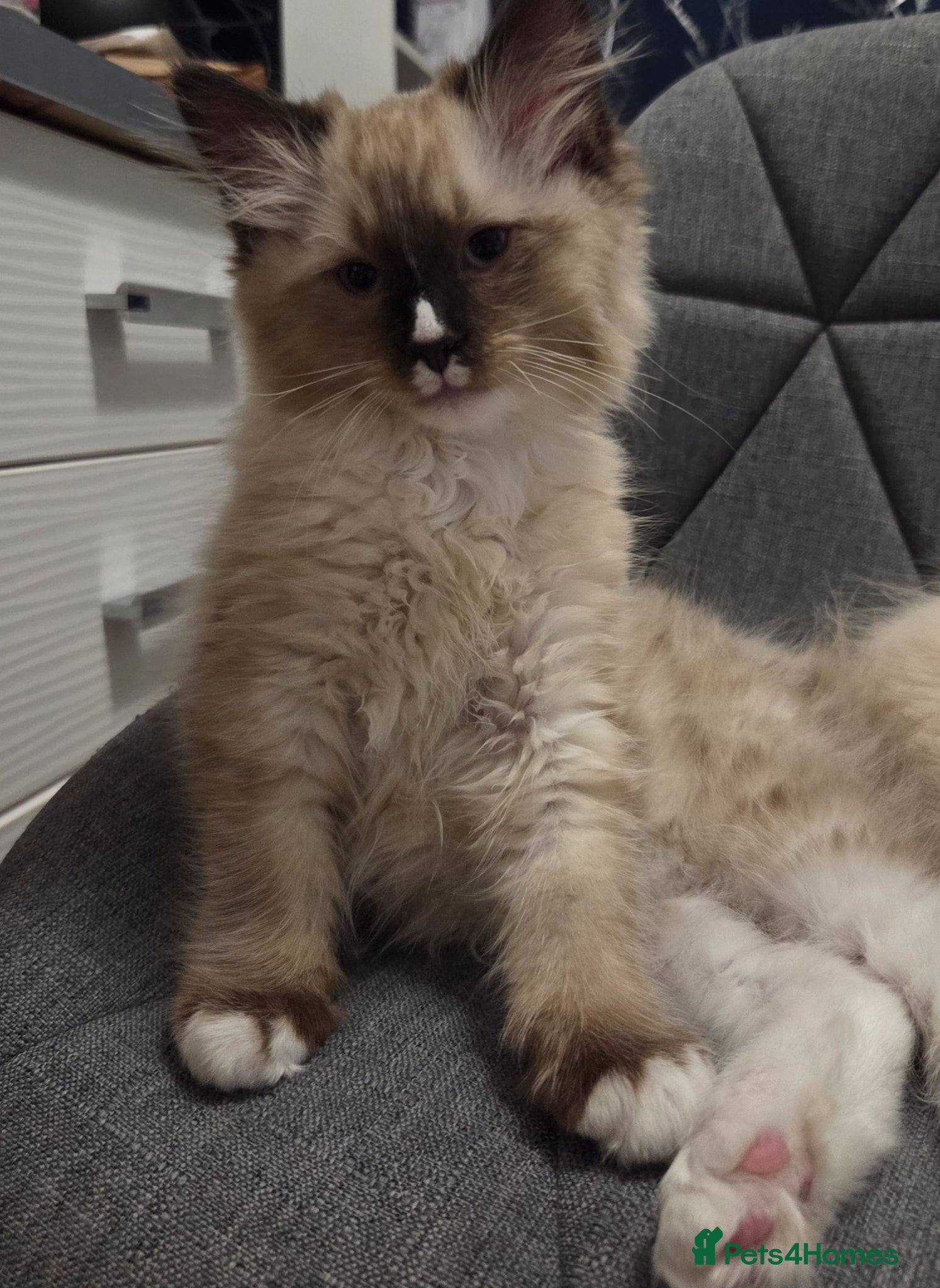Siberian cats for sale: Gorgeous Siberian Kitten  - Advert 3