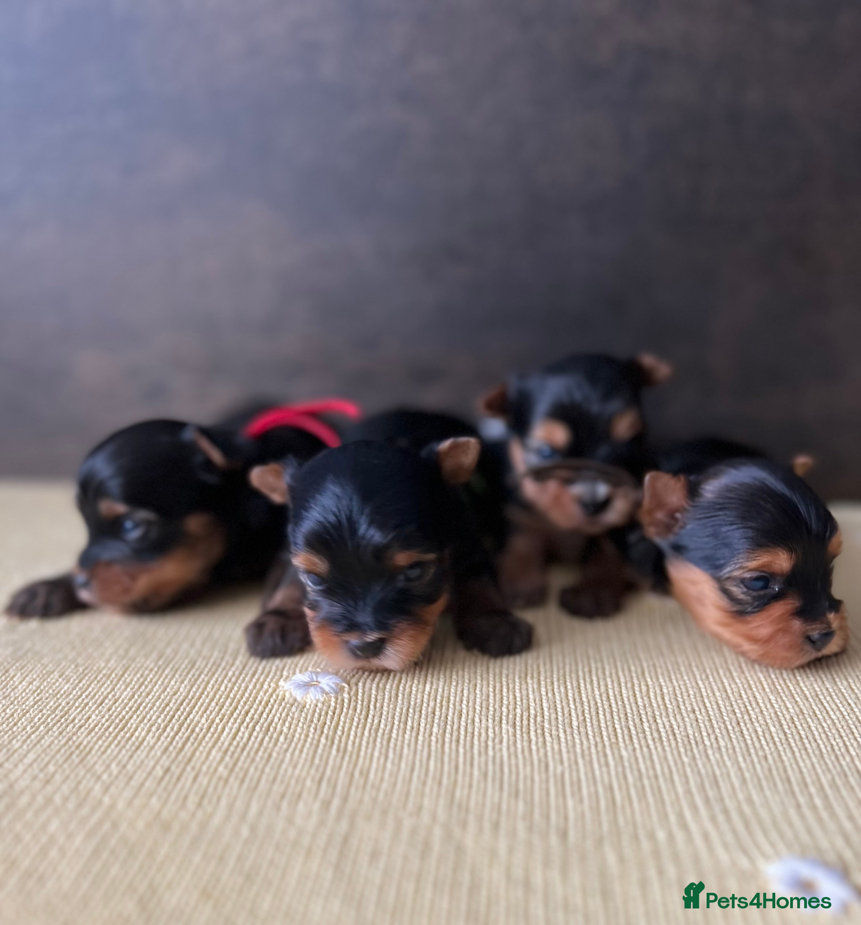 Yorkshire Terrier dogs ❣️❣️❣️ Miniature Yorkshire Terriers – 4 Boys ❣️❣️ - Advert 1
