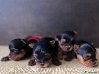 Yorkshire Terrier dogs ❣️❣️❣️ Miniature Yorkshire Terriers – 4 Boys ❣️❣️ - Advert 1