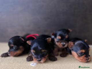 Yorkshire Terrier dogs ❣️❣️❣️ Miniature Yorkshire Terriers – 4 Boys ❣️❣️ - Advert 18