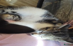Domestic Shorthair cats for sale: 3 playful kittens - Image 5