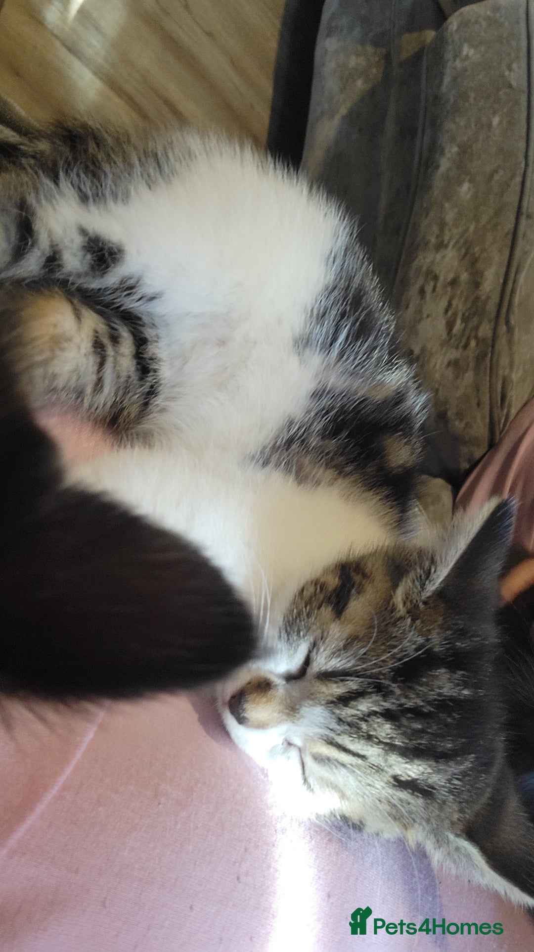 Domestic Shorthair cats for sale: 3 playful kittens - Image 5