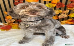 Cockapoo dogs for sale: Lovely adult cockerpoo, chocolate female 2yr okd - Image 3