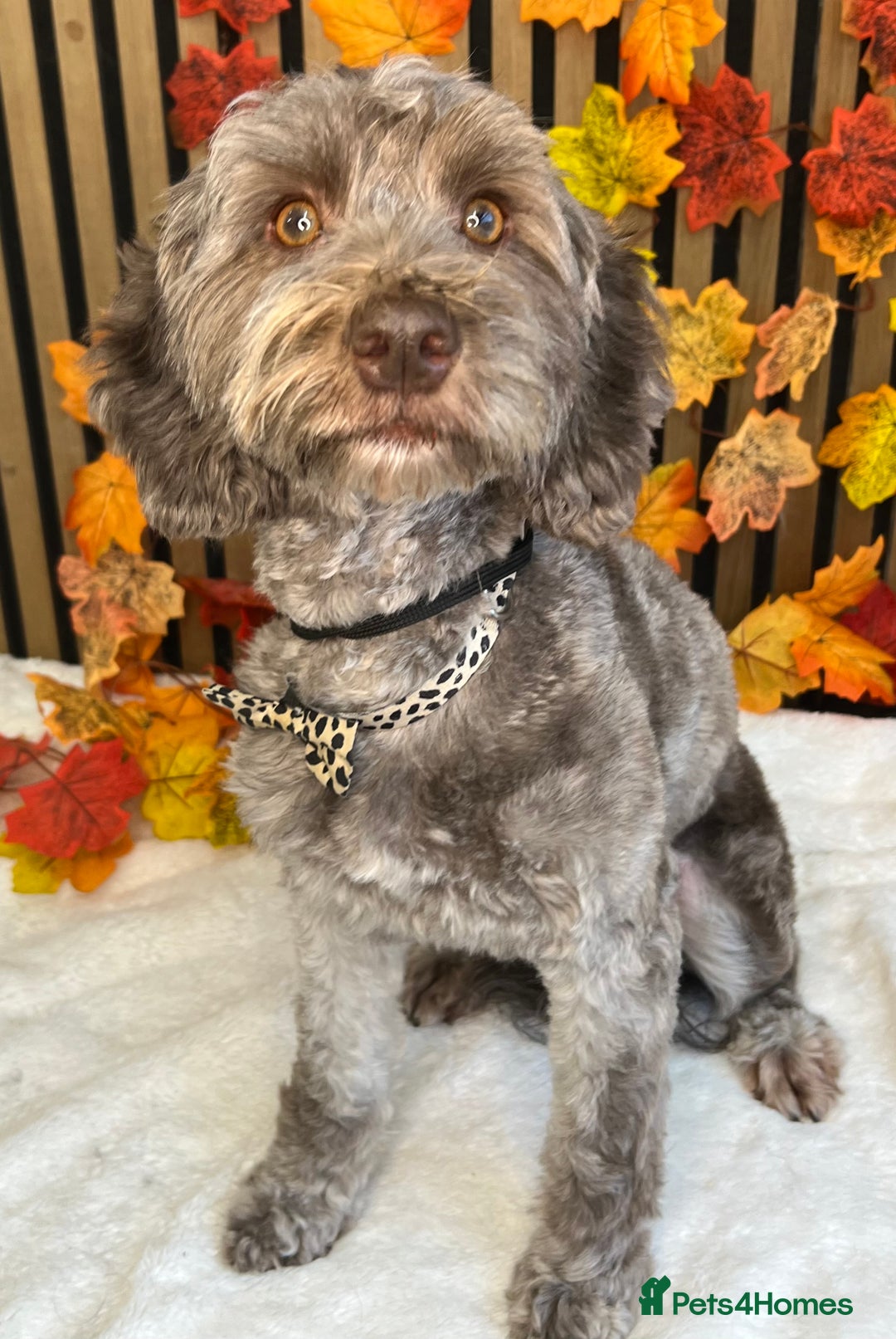 Cockapoo dogs for sale: Lovely adult cockerpoo, chocolate female 2yr okd - Image 3