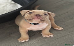 American Bully dogs for sale: Pocket bully female GREAT bloodline READY to leave - Image 17