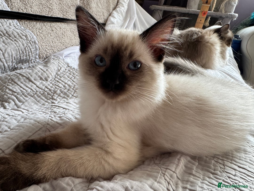 Ragdoll cats for sale: Exquisite 6th Gen*  PUREBREED Ragdoll Kittens - Image 20
