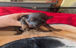 Cavapoo dogs for sale: One gorgeous cavapoo brown boy left ❤️ - Advert 12