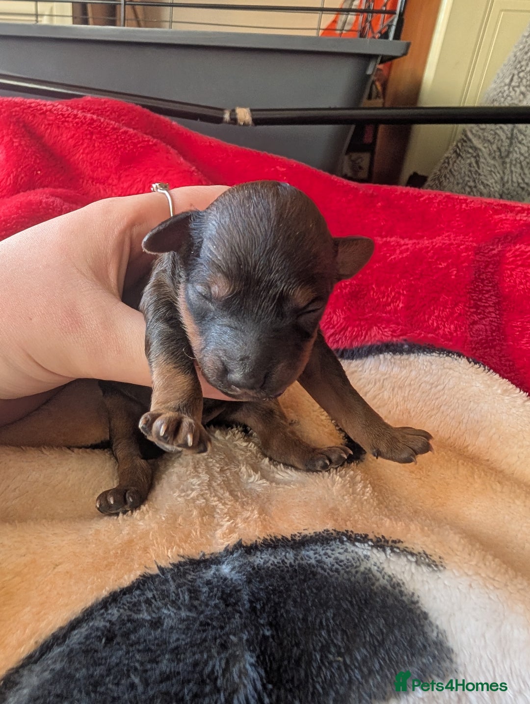 Cavapoo dogs for sale: One gorgeous cavapoo brown boy left ❤️ - Advert 12