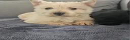 Scottish Terrier dogs for sale: Scottish terrier puppies - Advert 12