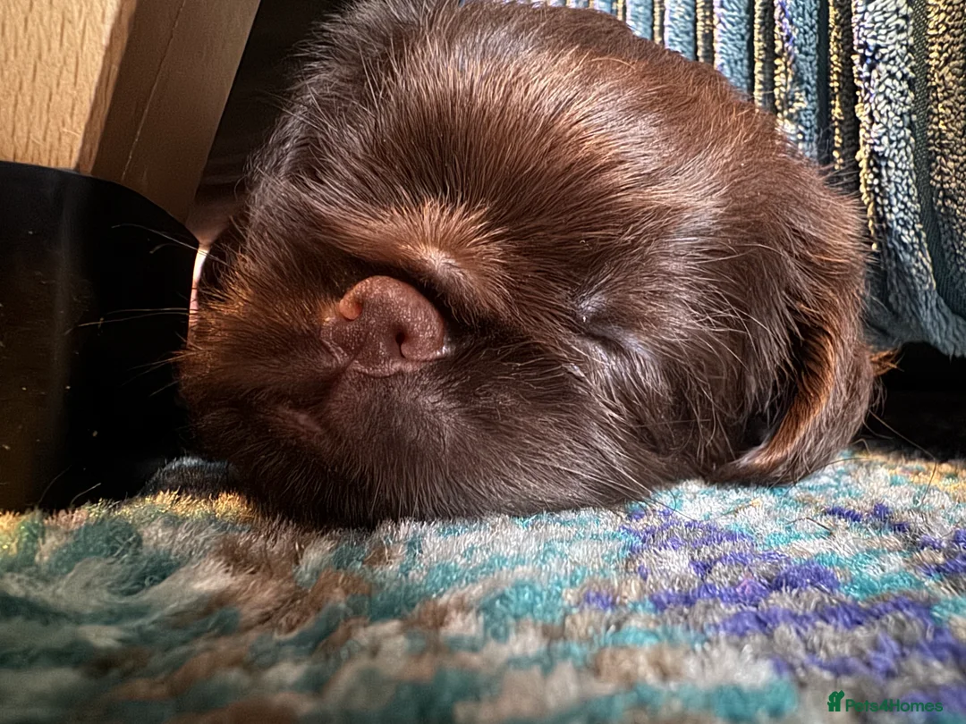 Griffon Bruxellois dogs for sale: Gorgeous Griffon Puppies  - Advert 6