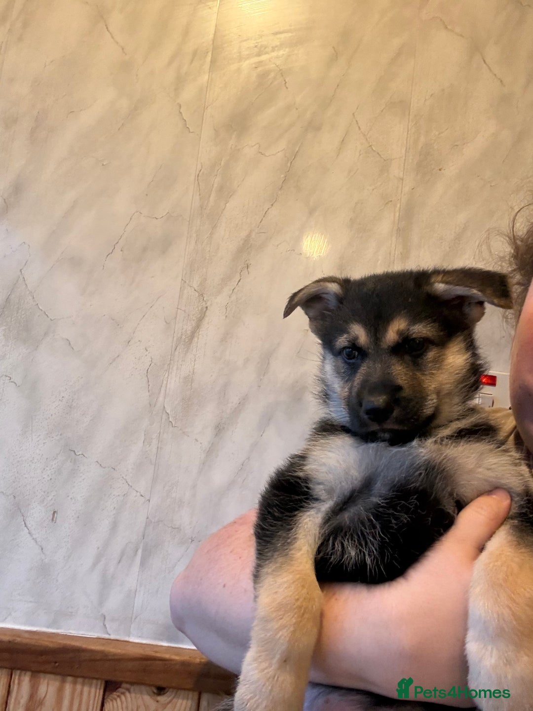 German Shepherd dogs for sale: Female German shepherd ready - Advert 1