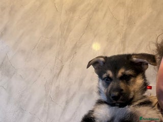 German Shepherd dogs Female German shepherd ready - Advert 1