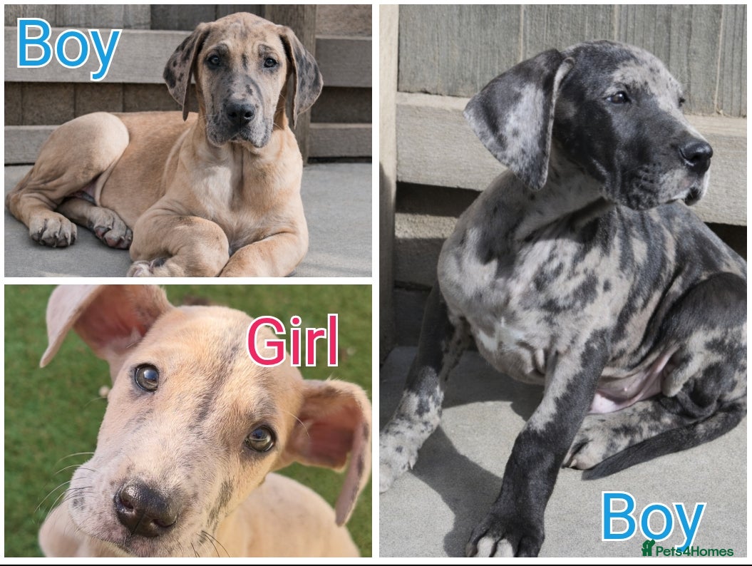 Great Dane dogs *3 Left* KC Registered Great Danes Stunning Pups - Advert 1