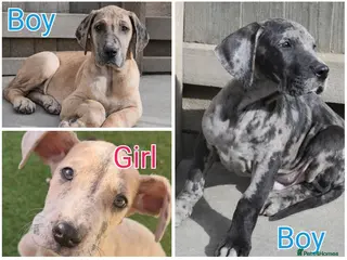 Great Dane dogs *3 Left* KC Registered Great Danes Stunning Pups - Advert 2