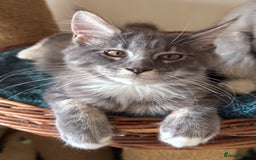 Maine Coon cats for sale: READY NOW BEAUTIFUL PEDIGREE MAINECOON KITTENS  - Image 4