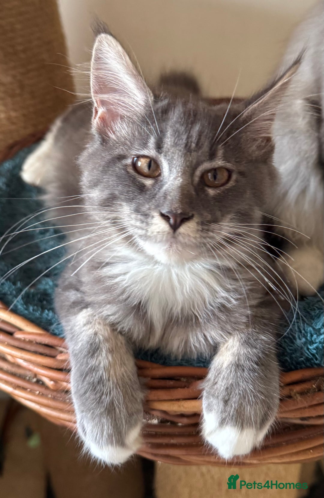 Maine Coon cats for sale: READY NOW BEAUTIFUL PEDIGREE MAINECOON KITTENS  - Image 4