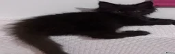 Maine Coon cats for sale: 🐾 BEAUTIFUL BLACK SMOKE MAINE COON KITTENS 🐾 - Advert 18