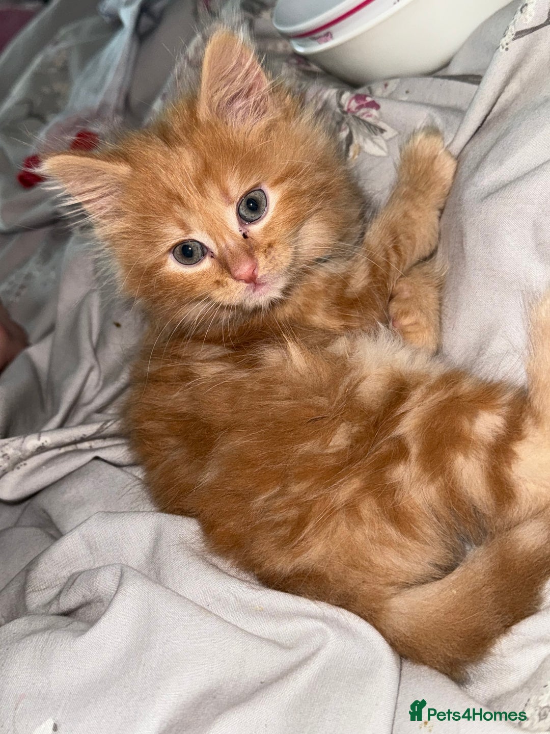Mixed Breed cats for sale: 3 beautiful maincoon cross kittens  - Image 3
