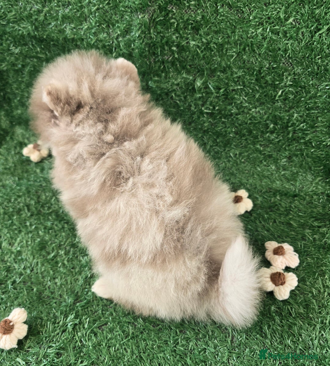 Pomeranian dogs for sale: 💜Lavender lilac chocolate merle exceptional poms - Advert 10