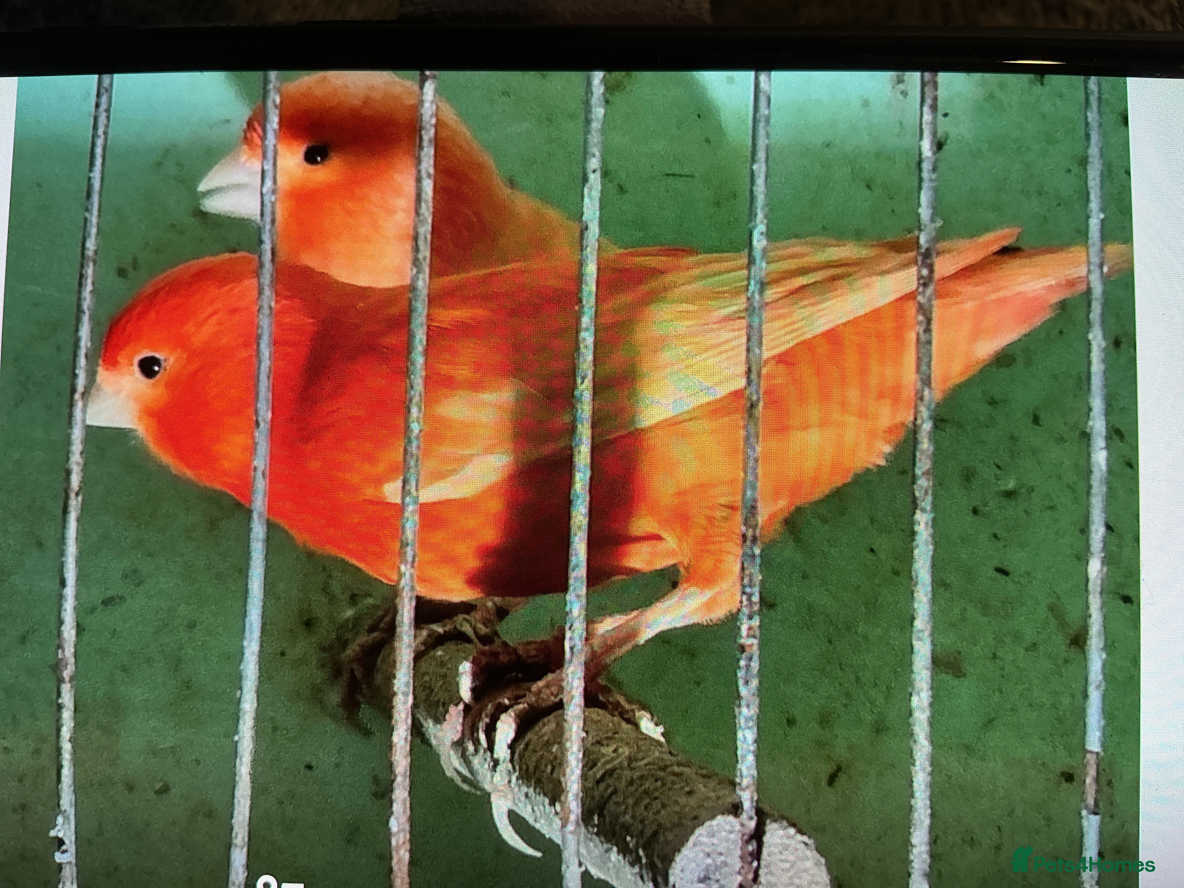 Canaries birds Coloured canaries in Keighley - Advert 1