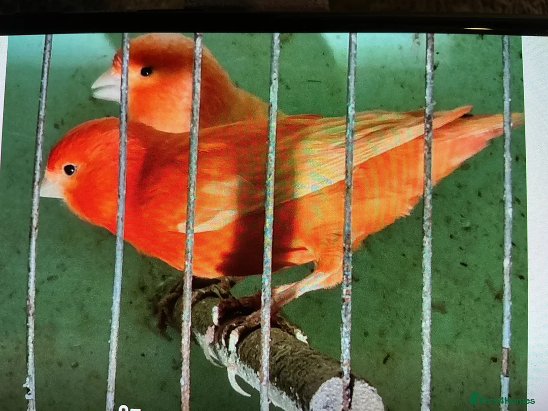 Canaries birds for sale: Coloured canaries X 15 - Advert 1