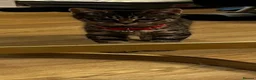 American Shorthair cats for sale: Tabby kittens  in Runcorn - Advert 4