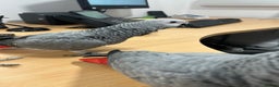 Parrots birds for sale: Hand Reared Baby African Greys  - Advert 2