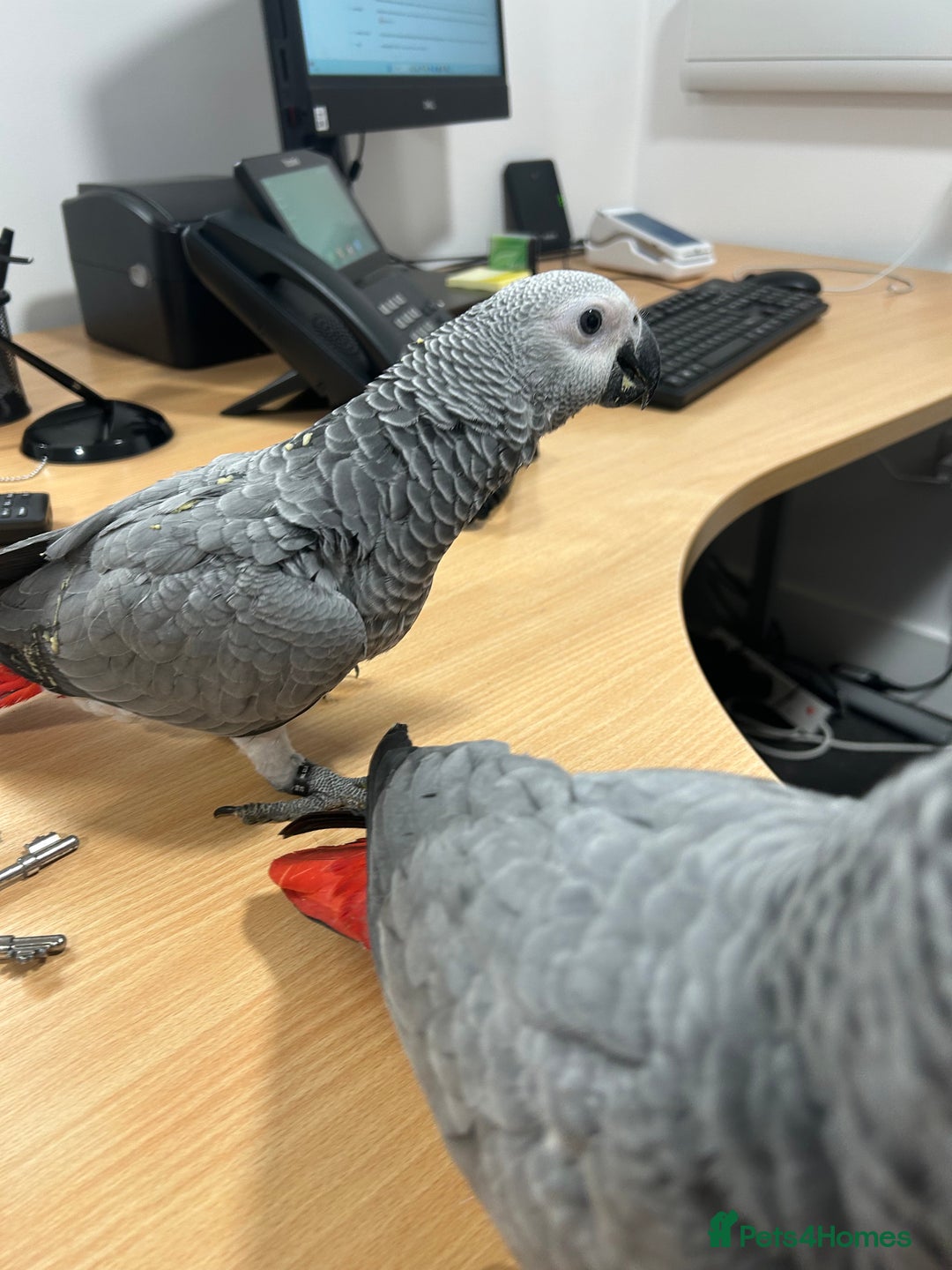 Parrots birds for sale: Hand Reared Baby African Greys  - Advert 2
