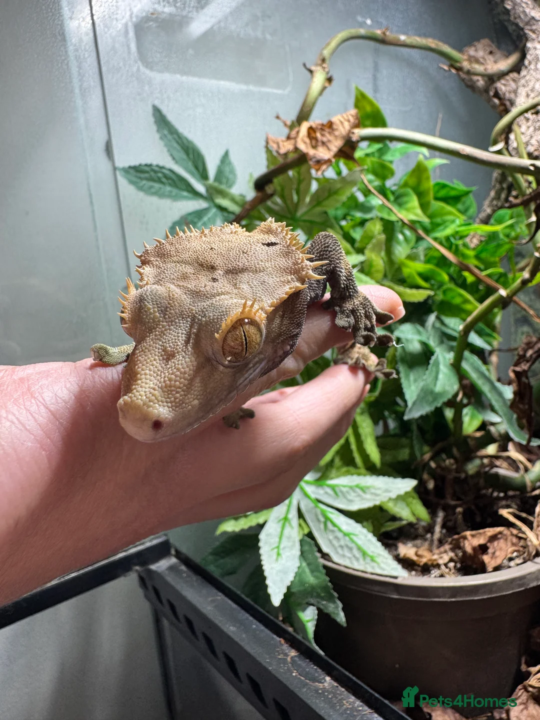 Gecko reptiles for sale: Crested Gecko & Whole Setup (Friendly, Male) - Advert 6