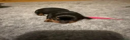 Miniature Dachshund dogs for sale: Beautiful KC registered miniature dachshunds - Advert 13
