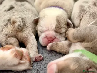 English Bulldog dogs BEAUTIFUL LILAC TRI + LILAC TRI MEARL BULLDOGS - Advert 11