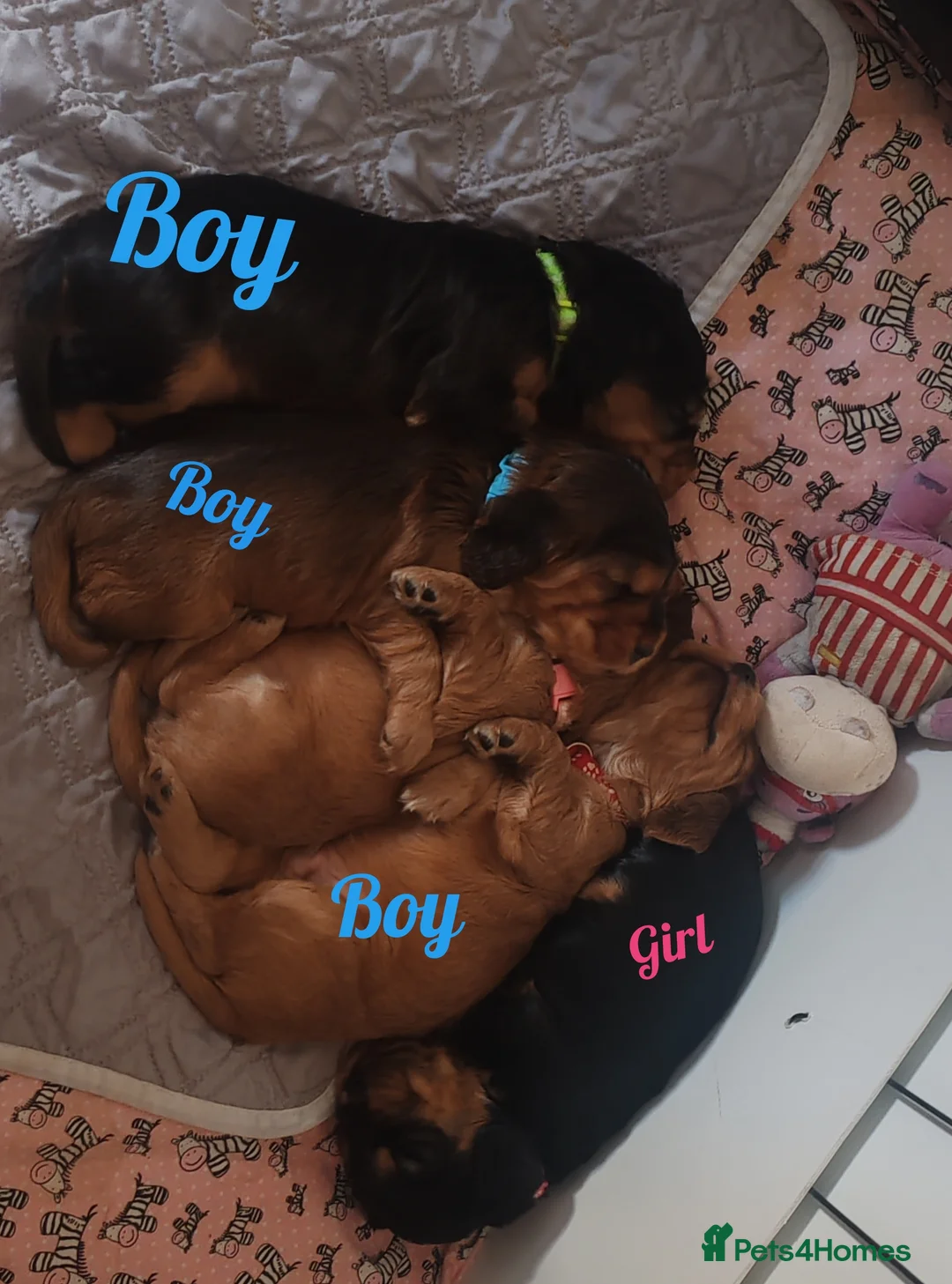 Cocker Spaniel dogs for sale: Cocker spaniel puppy's  - Advert 1