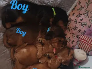 Cocker Spaniel dogs Cocker spaniel puppy's in Bristol - Advert 2