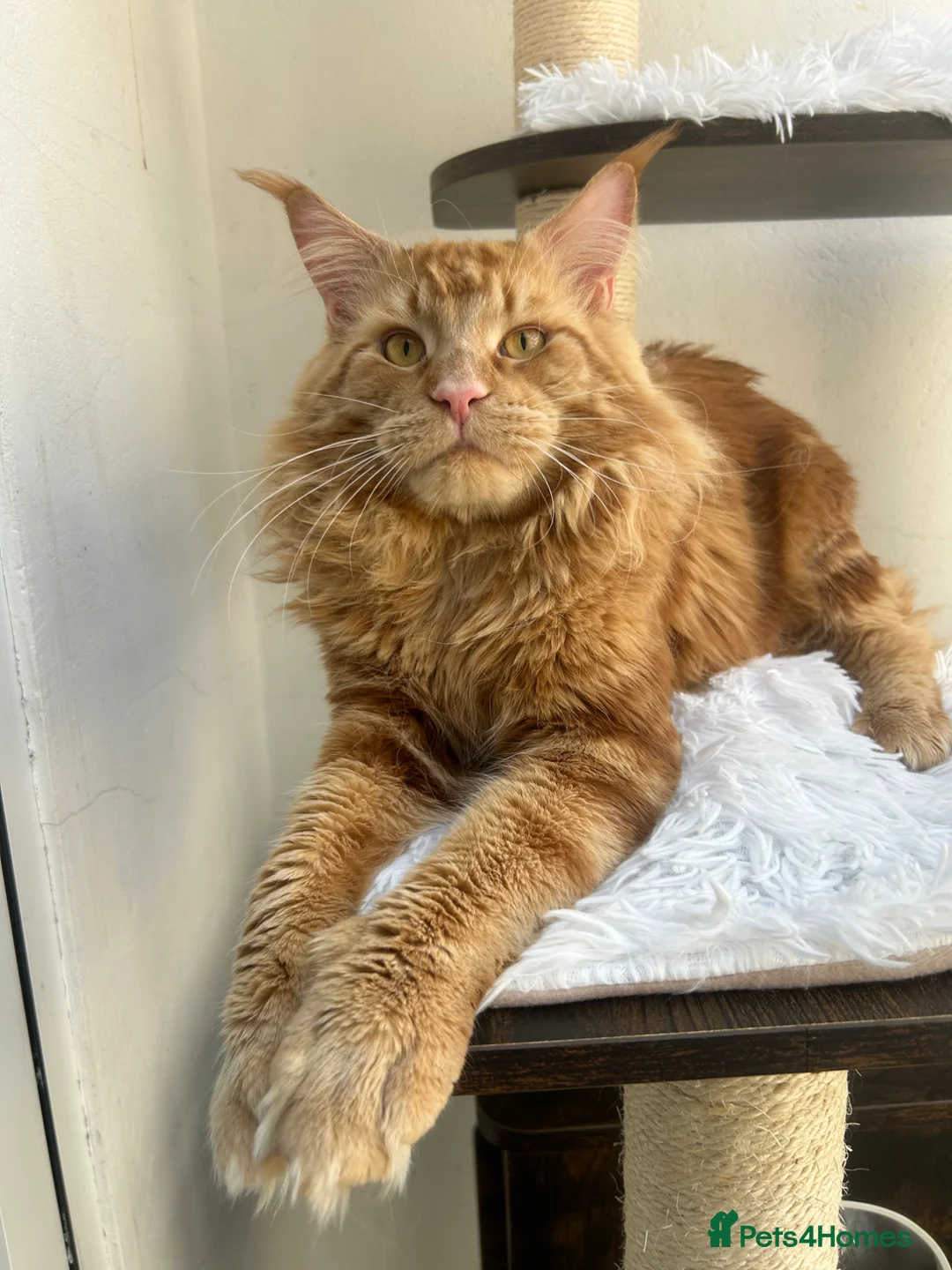 Maine Coon cats for stud: TICA Registered RED Stud Male Available in Sutton - Advert 2