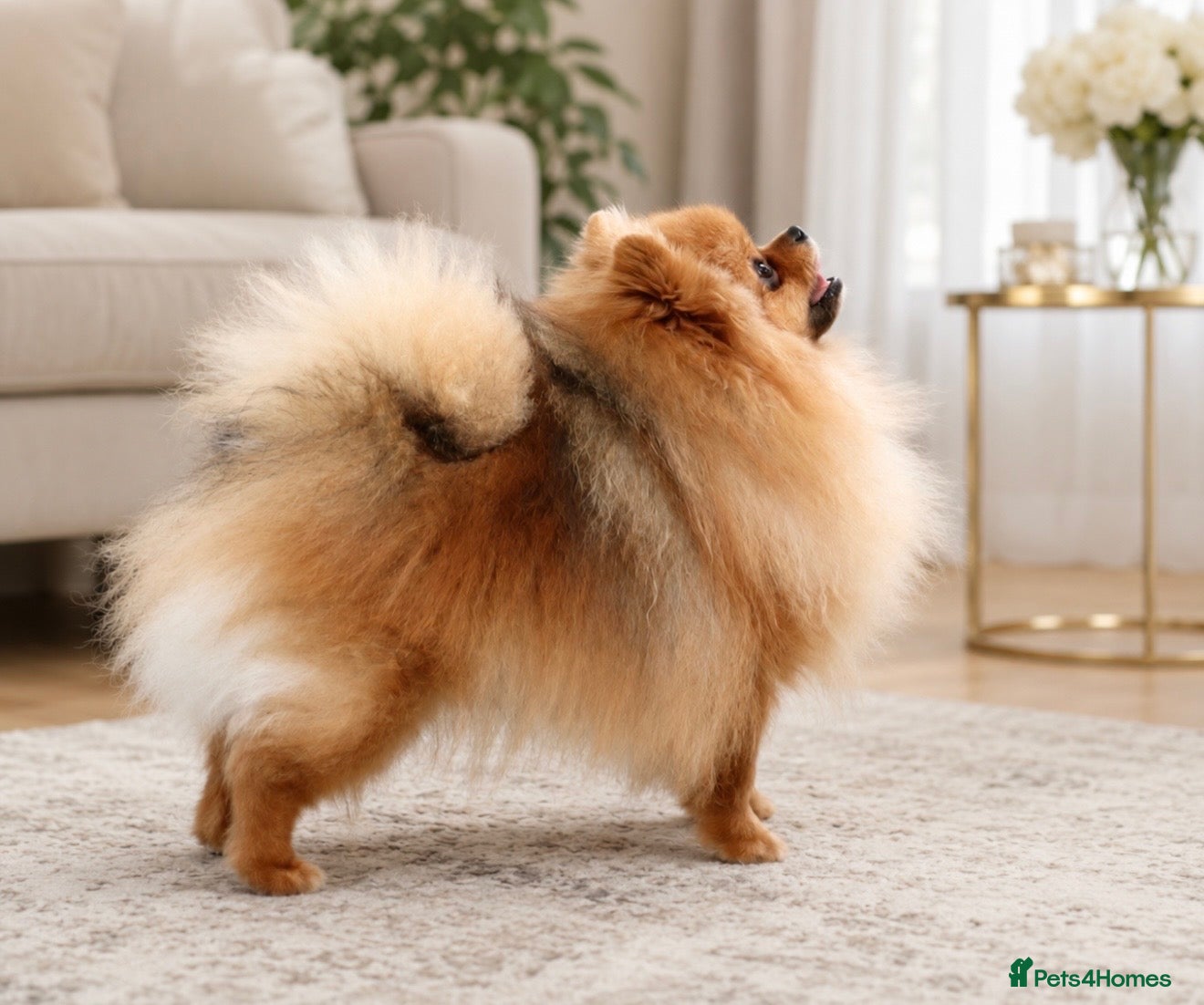 Pomeranian dogs Champion Bloodline KC Pomeranian Male Available - Advert 18