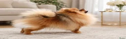 Pomeranian dogs for sale: Champion Bloodline KC Pomeranian Male Available - Advert 1